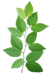 Huile essentielle Bouleau jaune Aroma-Zone