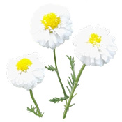 Huile essentielle Camomille romaine France BIO Aroma-Zone