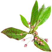 Huile essentielle Bois de Rose BIO Aroma-Zone