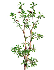 Huile essentielle Myrrhe Aroma-Zone