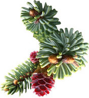 Huile essentielle Epinette noire BIO Aroma-Zone