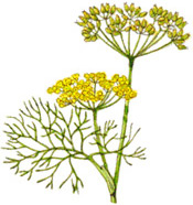 Huile essentielle Fenouil doux BIO Aroma-Zone