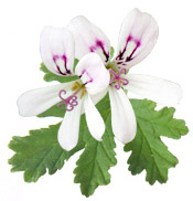 Huile essentielle Géranium Bourbon BIO Aroma-Zone