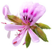 Huile essentielle Géranium Egypte BIO Aroma-Zone