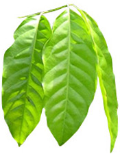 Huile essentielle Katrafay (ou Katafray) BIO Aroma-Zone