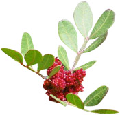 Extrait de Pistachier lentisque