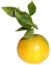 Huile essentielle de Petitgrain bigarade BIO