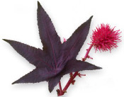 HUILE VÉGÉTALE DE RICIN BIO
 