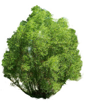 Acide salicylique végétal