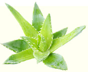 aloe vera