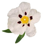 Huile essentielle Ciste ladanifère BIO Aroma-Zone