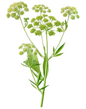 Huile essentielle Livèche Aroma-Zone