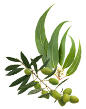 branches d'Olivier et d'Eucalyptus radié