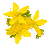 Huile essentielle de Millepertuis