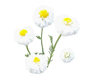  Traditionnellement, les fleurs de Camomille romaine s'utilisaient pour améliorer le confort digestif et faciliter l'endormissement. 