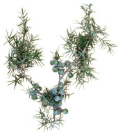 Huile essentielle de Genévrier