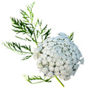 HUILE ESSENTIELLE DE CAROTTE- Cette huile est réputée pour ses vertus régénérantes