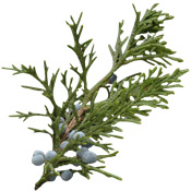 HUILE ESSENTIELLE DE CÈDRE DE VIRGINIE - Egalement appelé Genévrier de Virginie, traditionnellement connue pour faciliter l'élimination des rétentions.