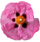 Huile essentielle de Ciste