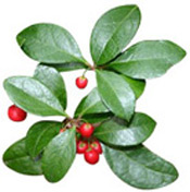 Huile essentielle de Gaulthérie couchée