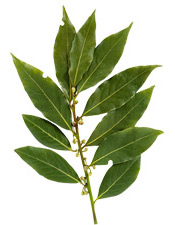 Huile essentielle de Laurier noble