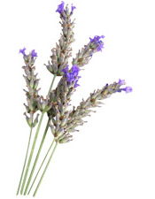 Huile essentielle de Lavande aspic