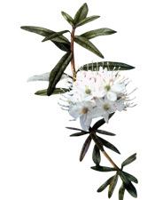 HUILE ESSENTIELLE DE LÉDON DU GROENLAND BIO - Cette huile originaire du Canada est réputée pour stimuler et détoxifier l'organisme.