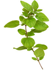 Huile essentielle de Marjolaine à coquilles