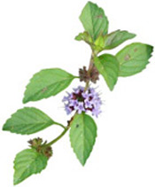  Tonique et rafraîchissante, cette huile est idéale pour revigorer corps et esprit et traditionnellement conseillée pour favoriser le confort digestif.