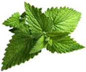 Huile essentielle de Menthe poivrée