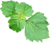 Huile essentielle de Patchouli