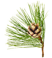 Huile essentielle de Pin sylvestre