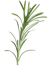 Huile essentielle de Romarin à camphre