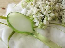 Démaquillant huileux au Lilas blanc