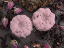 Bombes de bain Rose ambrée