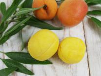 Pâte à modeler lavante à l'Abricot