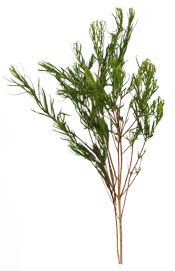 Huile essentielle de Tea tree