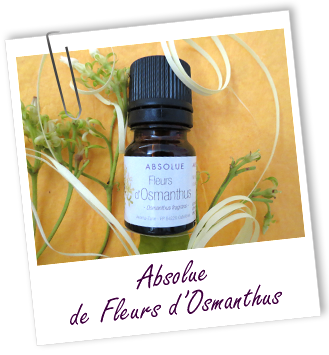Absolue Osmanthus fleurs Aroma-Zone