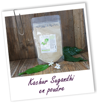 Poudre ayurvédique Kachur sugandhi Aroma-Zone