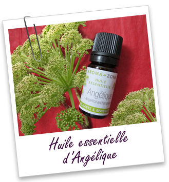 Huile essentielle Angélique archangélique Aroma-Zone