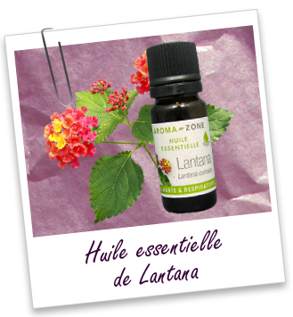 Huile essentielle Lantana BIO Aroma-Zone